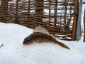Фотоотчет с Чемпионата Днепропетровской области по ловле рыбы на мормышку