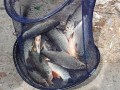 Фотоотчет с ЧДнО по ловле рыбы фидером