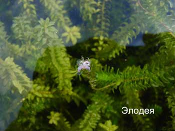 Время большой травы