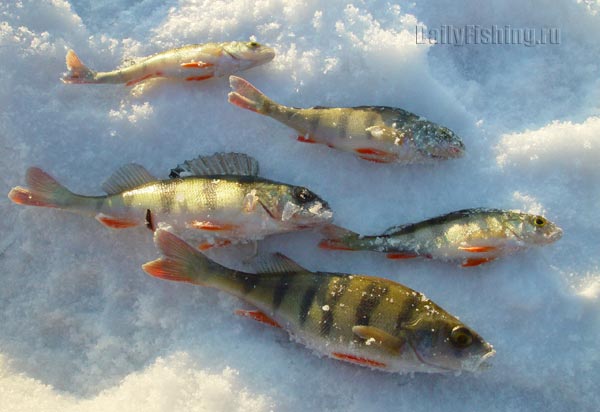 С мормышкой на озерах. Часть 1