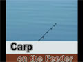 Carp on the feeder