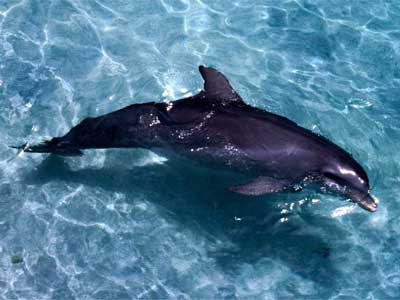 Дельфин в запорожском озере оказался уткой